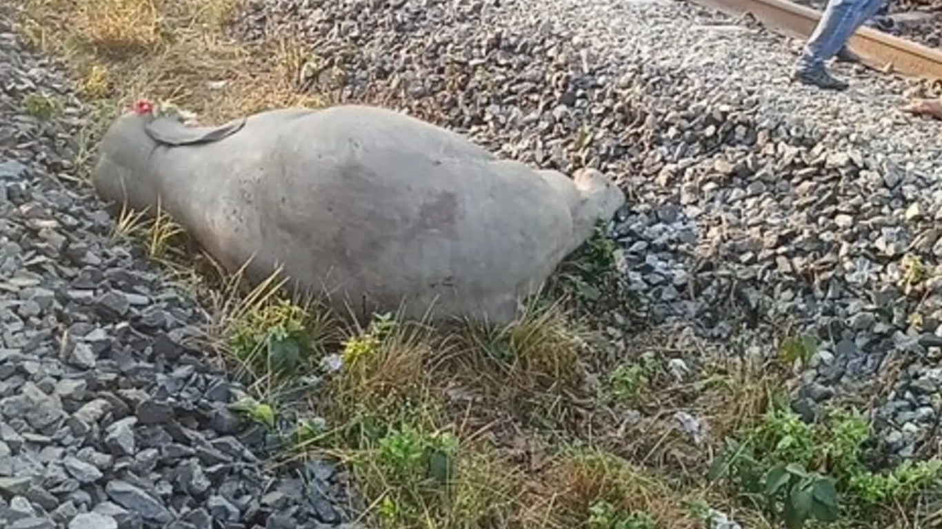 Several elephants killed after being hit by Rajdhani Express in Assam, train services disrupted